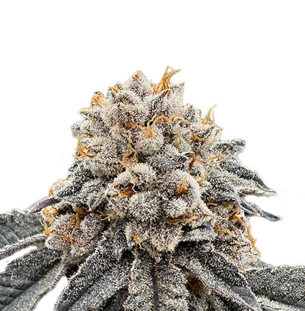[REC] Victory Natural Farms | Lemon Runtz | 3.5g Flower