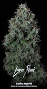 Lemon Skunk 3.5 Gram Jar By Alt Sol