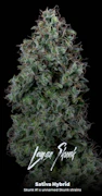 Lemon Skunk (Sativa Hybrid) 3.5g by Choof