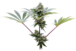 VERTICAL - LEMON FRESH 3.5 GRAMS