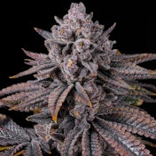 High Grade Farms-  Highlighter