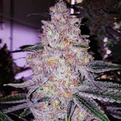 Planet of The Grapes | H.O.G. | Bulk Flower