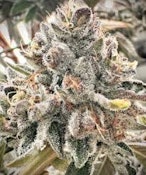 Mochi Melon | H.O.G. | Bulk Flower