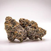 Blackberry Gelato | BAMN | Bulk Flower