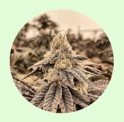 Renewal Gardens | Red Zikigai | 14g Flower [S]