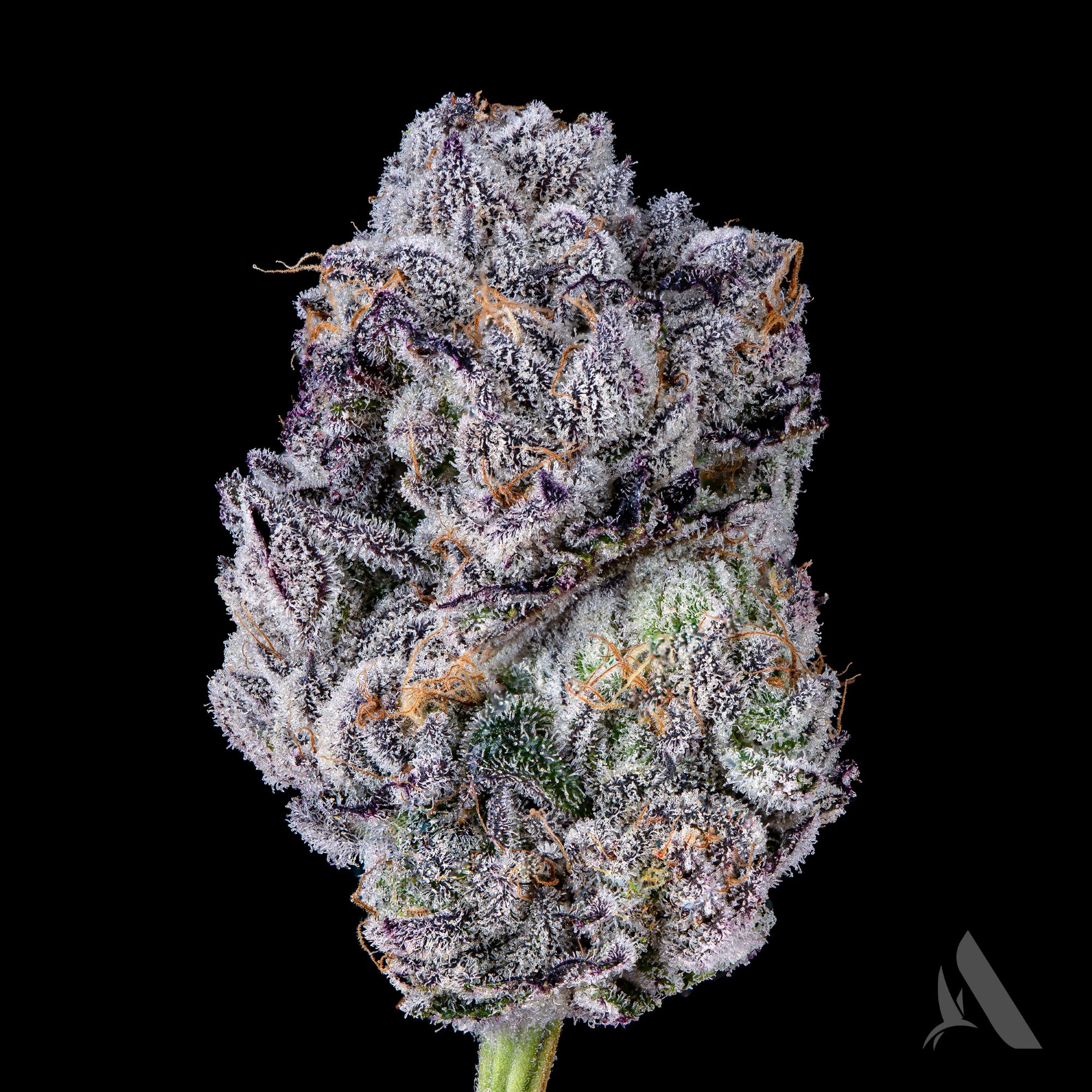 AFFINITY - Mac Stomper Flower T22.36% H 00520 Main Image