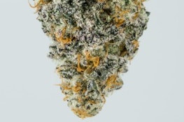 GRANNY FARMS / Mac 1