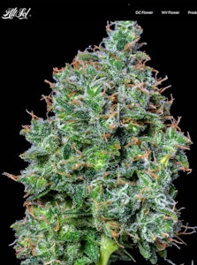 ALTERNATIVE SOLUTIONS - Maui Magilla Glue Bulk Deli Flower