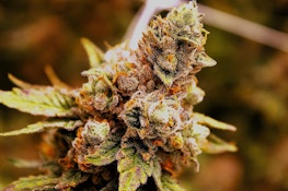 LOCAL LEAF - MELTED STRAWBERRY POPCORN 7 GRAMS