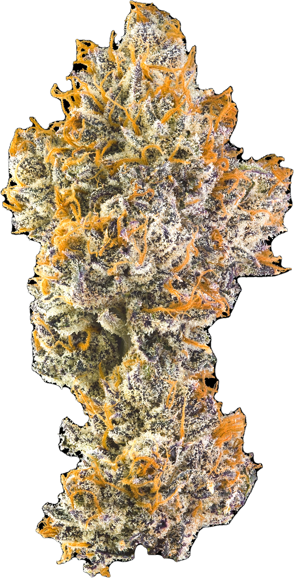 Maven Genetics | Orange Bellini | Smalls | 14g