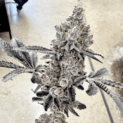 ExoticGenetix Money Ball Seeds