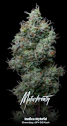 Motorbreath 3.5 Gram Jar By Alt Sol