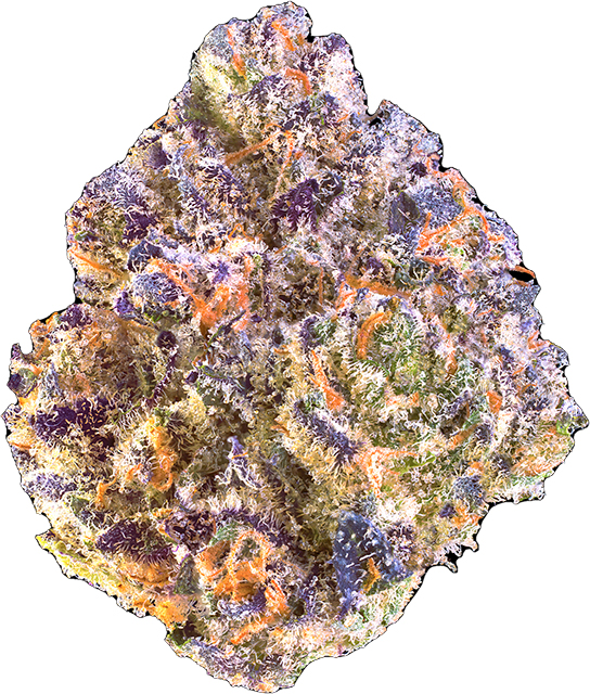 Maven Genetics | Umami Butter | Smalls | 14g