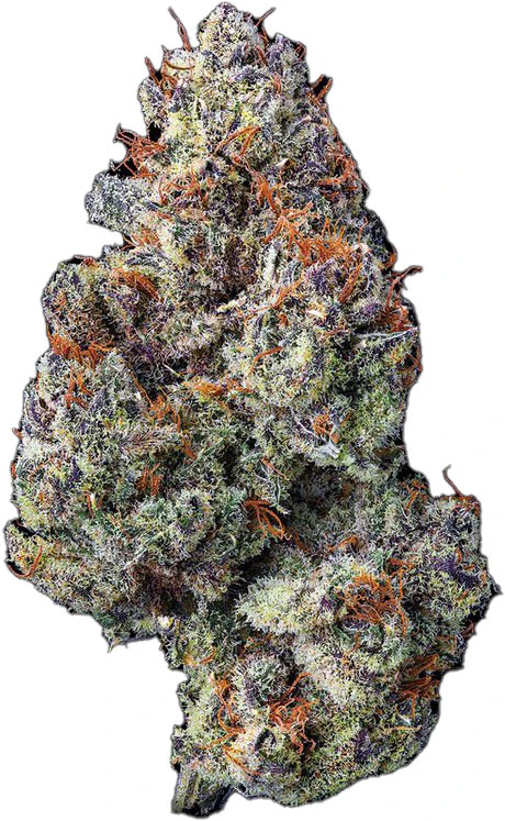 Maven Genetics - Zuzu Berry Minis 14g Main Image