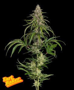 Earl Baker - Earl Baker - Whole Flower - Mac N Jack 032