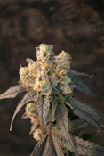 SCOUT & SEED - MAD HONEY 3.5 GRAMS