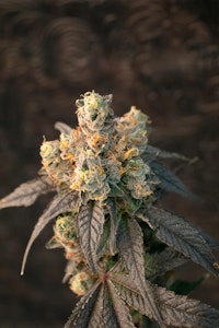 SCOUT & SEED - SCOUT & SEED - MAD HONEY 3.5 GRAMS