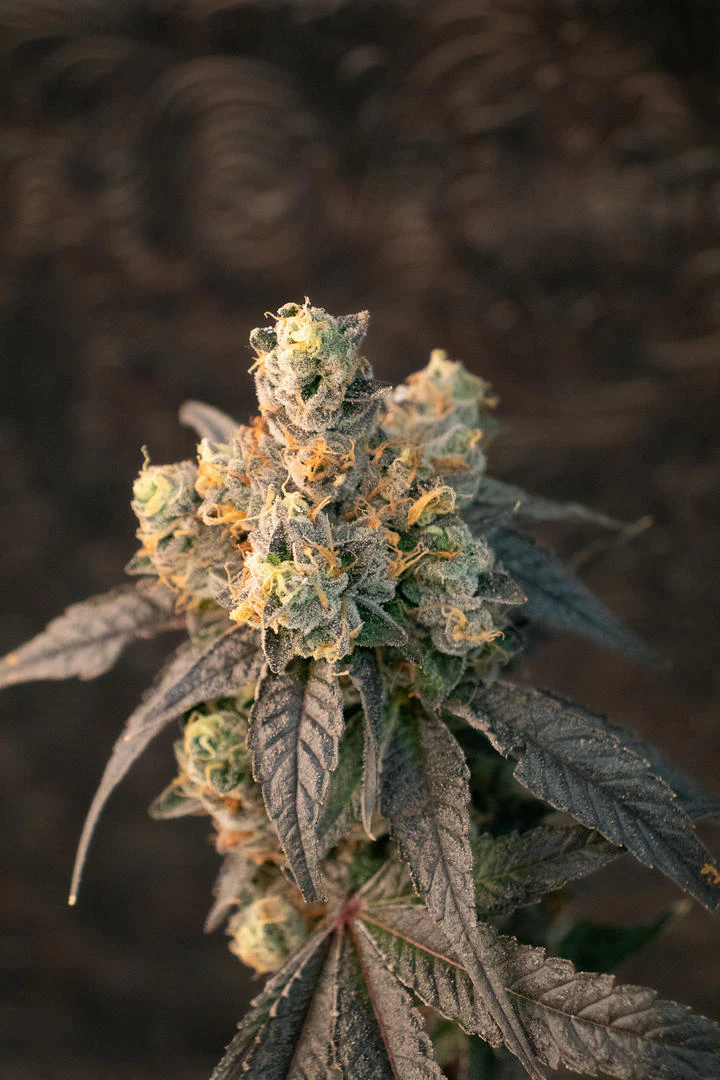 Scout & Seed - SCOUT & SEED - MAD HONEY 3.5 GRAMS Main Image