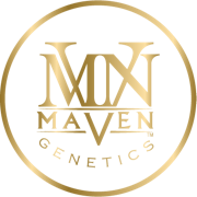 Maven Genetics - 5pk Halos Infused Prerolls - Paradiso Tropical