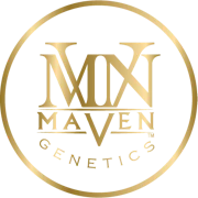 Maven Genetics - 5ct Goldies Infused Pre Rolls - Sour Sangria