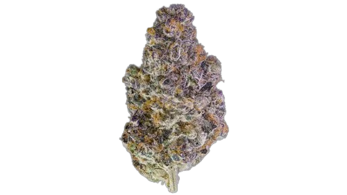 Maven Genetics | Key Lime Jack | 3.5g