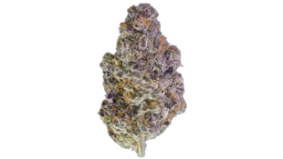 Maven Genetics | Key Lime Jack | 3.5g