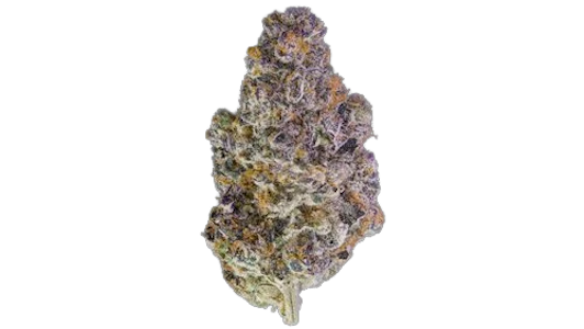 MAVEN GENETICS - Maven Genetics | Key Lime Jack | 3.5g