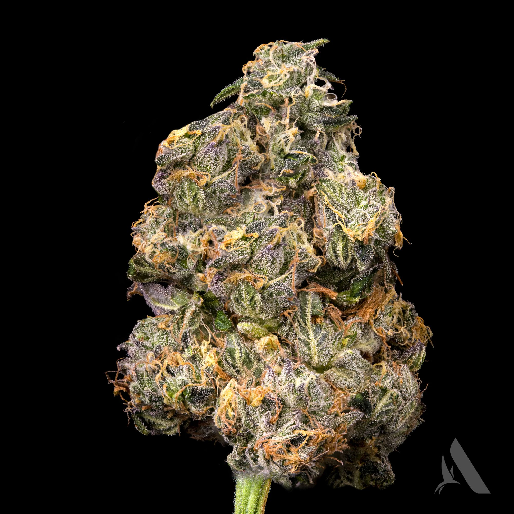 AFFINITY - Medellin Flower T28.36% I 00428 Main Image