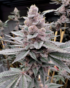 Solfire Gardens Miami Madness Seeds