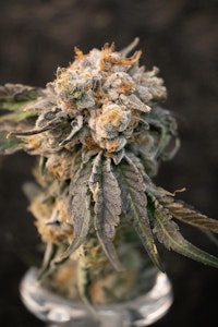 SCOUT & SEED - SCOUT & SEED - MILITARY CHOCOLATE 14 GRAM SMALLS