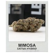 Mimosa