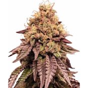 Mimosa-HD | Flower | 3.5g