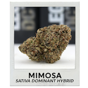 Mimosa