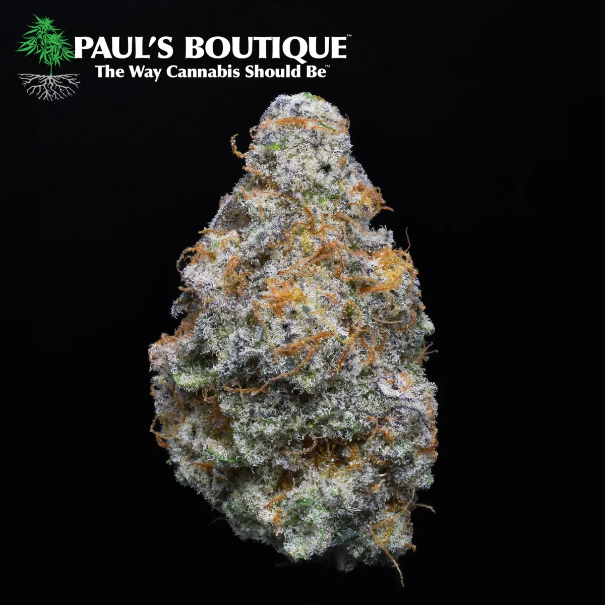 Paul's Boutique - Flower | Miracle Alien Cookies Main Image