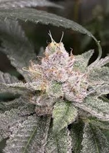 TRIP - TRIP - MONKEY BERRIES 3.5 GRAMS