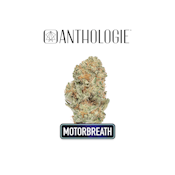 Anthologie Motorbreath 15 Flower 3.5g