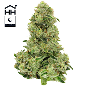 Harbor House - Motorbreath - 3.5g - Harbor House