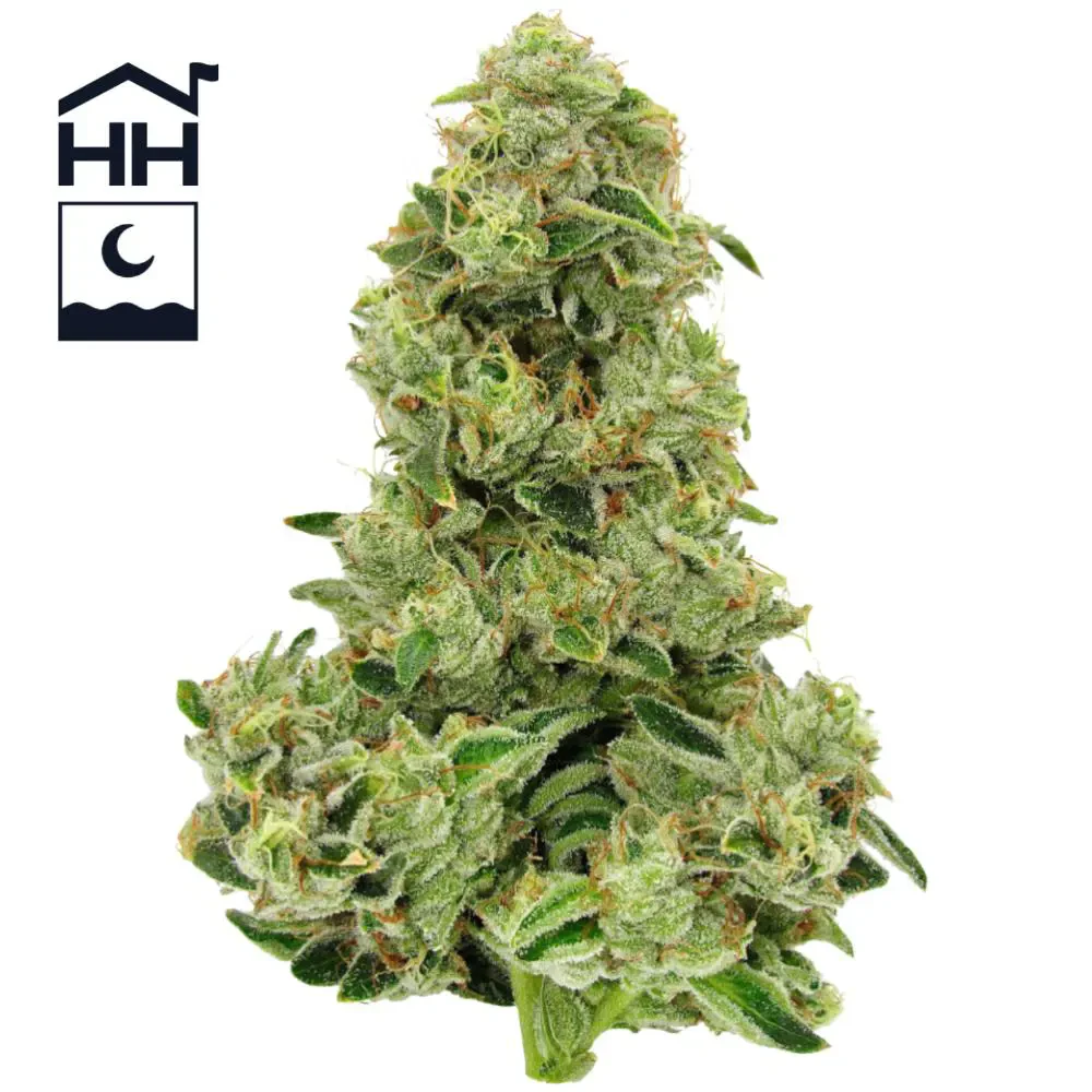 Harbor House - Motorbreath - 3.5g - Harbor House Main Image