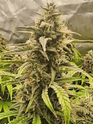 Froot by the Foot Flower - Pre-Packaged 3.5g