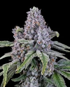 Redwood County Weed Management - Block Party - 3.5g