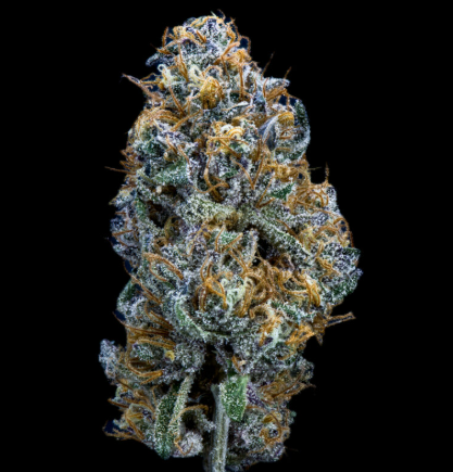 Burger 3.5g Organic Living Soil