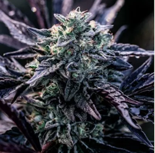 Weed Growers From Seed To Stone DBA Matawana - BMG: ORELATO 41 (3)