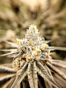 LOCAL LEAF - LOCAL LEAF - OREOZ 3.5 GRAMS