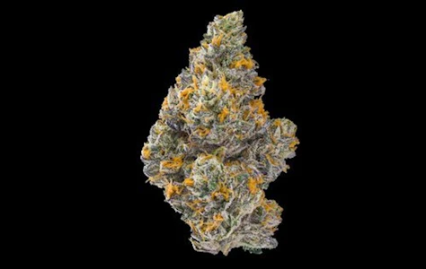 Maven - Oro - 3.5g (I) - Maven