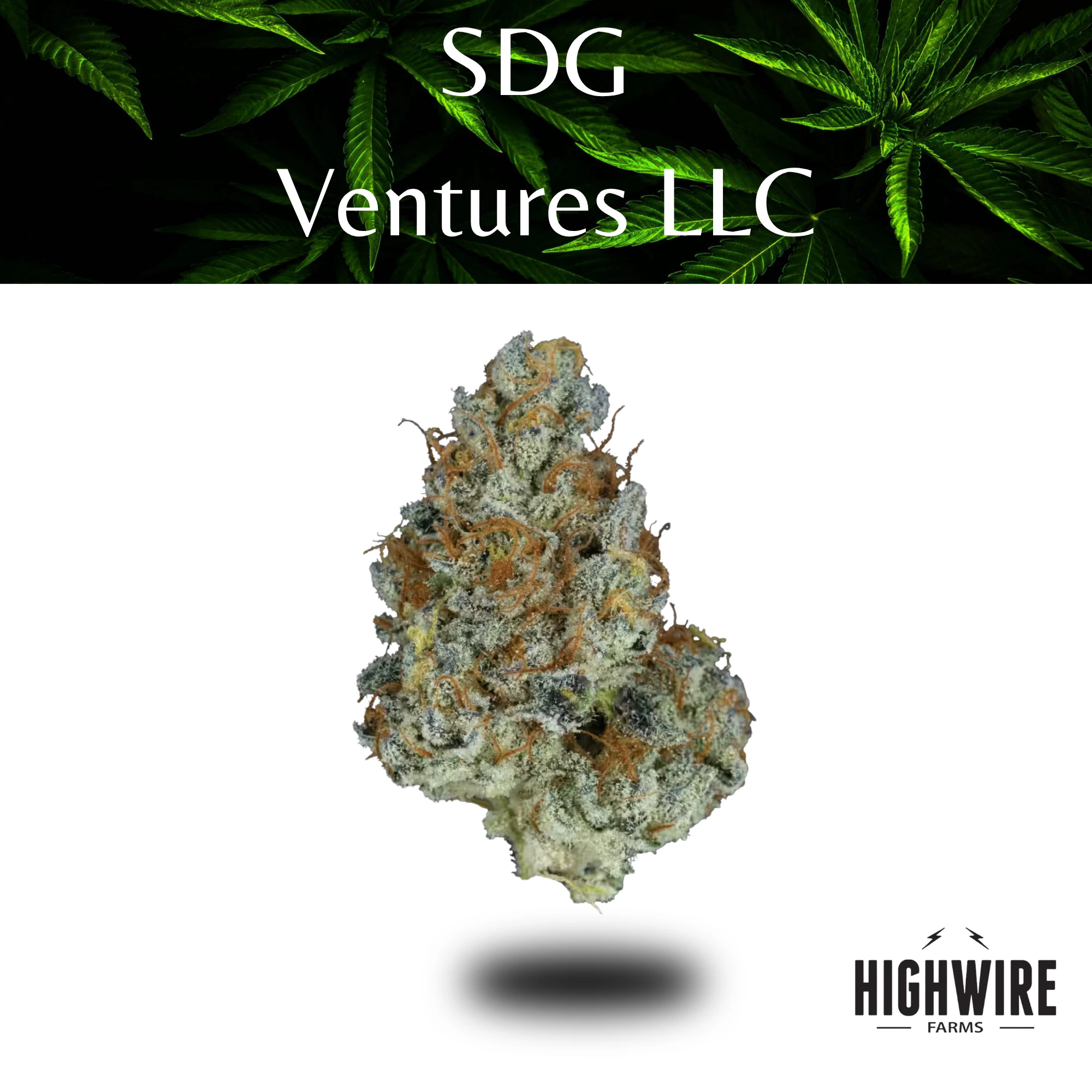 SDG VENTURES - Oihsii 1/8th Main Image