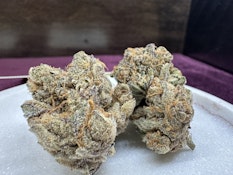 Flower - Orange Madness