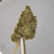 Future Farms | Flower [I] | Oreo Breath (0515)