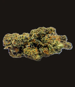 FREIGHT TRAIN CANNA - OREO BLIZZARD FLOWER