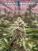 Hendrx Clone - Rooted Plug - Oreoz