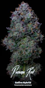 Panama Red 14G - Half Oz By Alt Sol